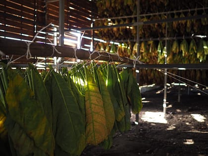 Hoja de tabaco en el secadero